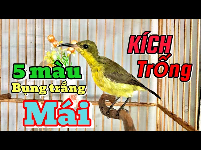 Hút mật 5 màu bụng trắng mái kích trống căng lửa , kích chim thi đấu  #5mau #tieng5mau #hutmat5mau class=