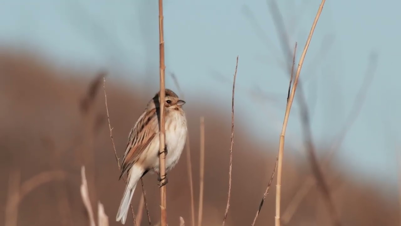 かわじまハクチョウ　現場の他鳥動画　オオジュリン（動画）
