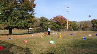 AKC Virtual Rally Novice Course 3