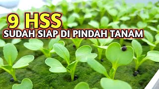 Update Semai an 9 HSS (Hari Setelah Tanam)