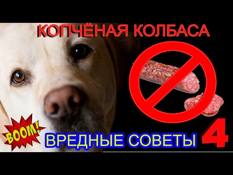 📝🐕🐾 Вредные Советы: нельзя кормить собаку копчёной колбасой! Когда закончится человеческая глупость?