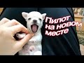 VLOG: Мы переехали / Ремонт полным ходом / Много Пилота / История Маки