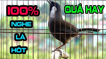 💝Khướu Mái Ro.💗 Khướu mái Rò💗/ Kích Trống Hót Đỉnh Cao - Bổi Căng Lửa,Nghe Là Phải Chơi! G43