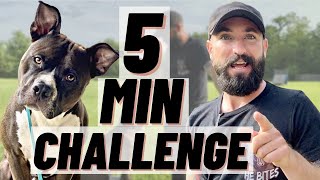 THE MOST BASIC TRAINING SESSION YOU CAN DO! THIS DOG'S FIRST TIME!