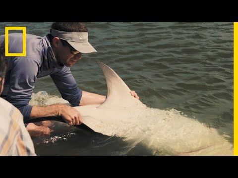 Vidéo: Y a-t-il des requins dans la rivière Pamlico ?