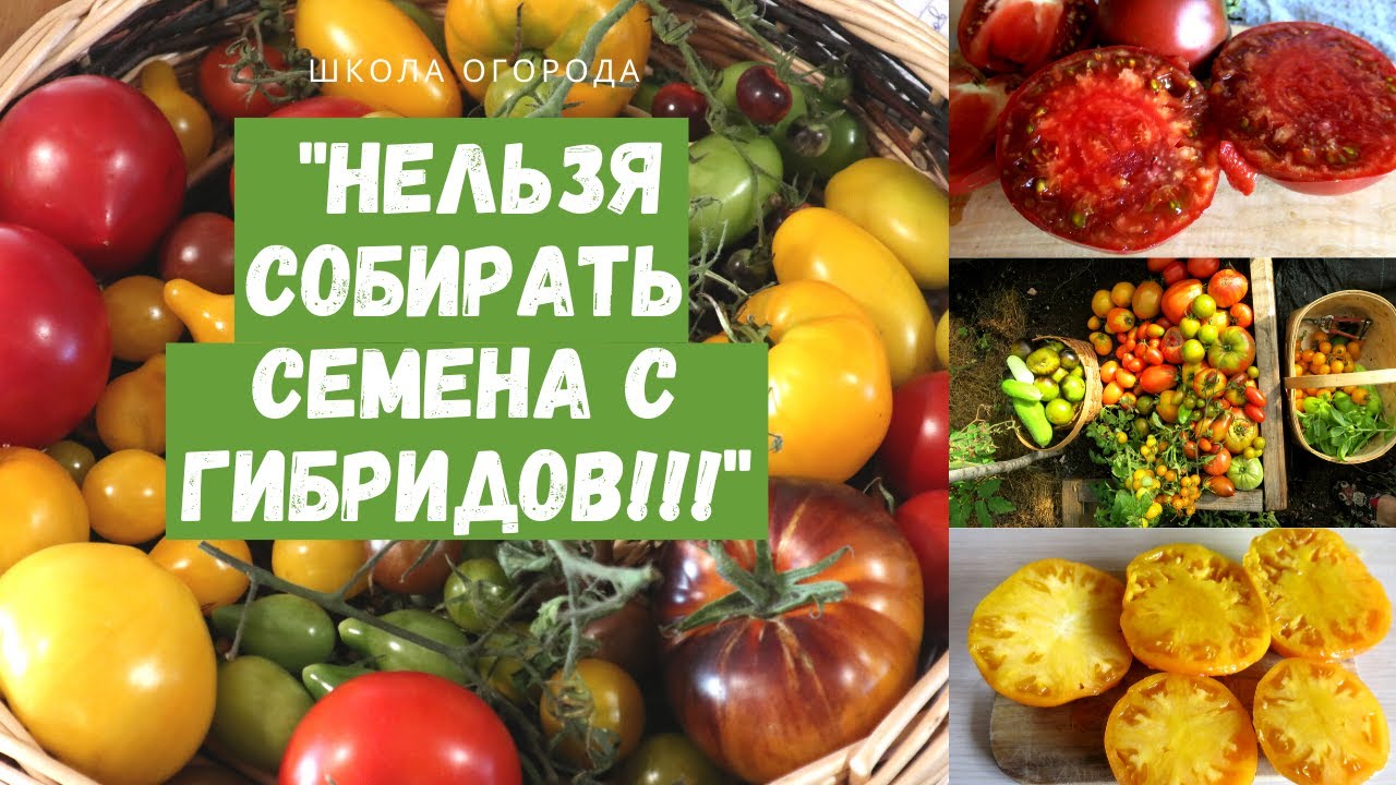 Семена Аленин сад. Чем отличаются помидоры гибридные. Гибриды и сортовые томаты в чем отличие. Пендулина оранжевая томат. Можно ли собирать семена с гибридов