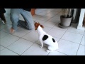 Izzy jack russel  mon adorable petite chienne demo de dressage