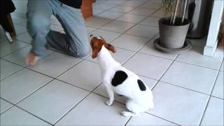 Izzy (Jack Russel) - Mon adorable petite chienne (Demo de dressage)