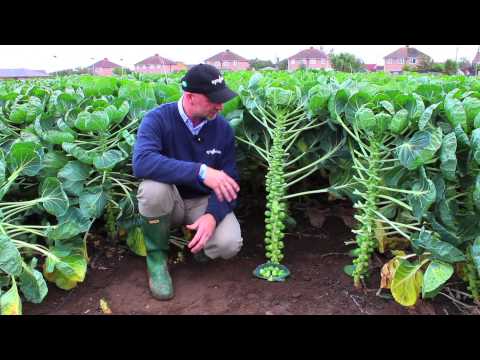 Video: Aderezo Superior De Repollo En Campo Abierto: ¿cómo Alimentar Después De Plantar? Dejando Remedios Caseros Y Fertilizantes Preparados. ¿Cómo Alimentar Repollo Blanco Y Coles De Bru