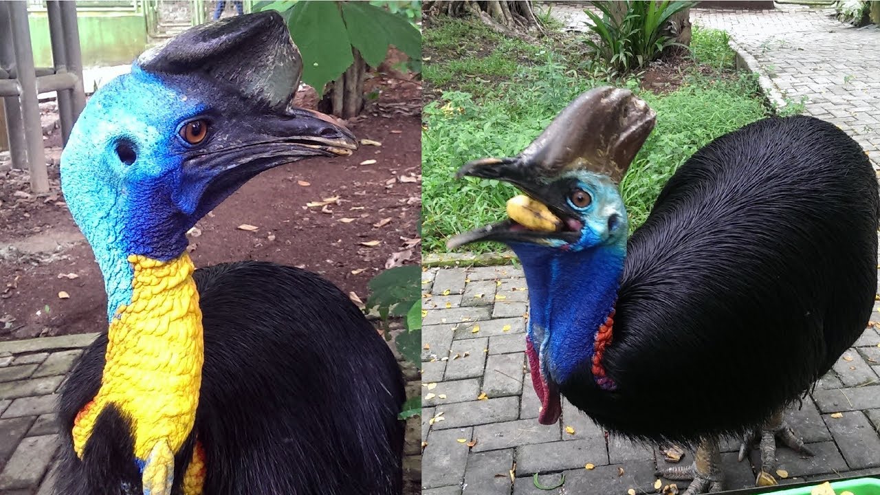  Burung  Kasuari  di Taman Purbasari Purbayasa YouTube