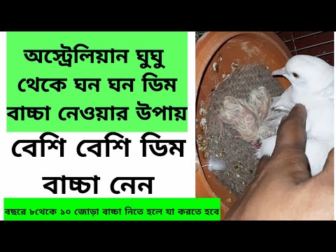 ভিডিও: আপনি কি ঘুঘু গুলি করতে পারেন?