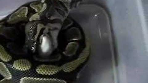 Homer my ball python eating. 4-3-07 part 2