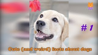 Cute Dog - Cute (and weird) facts about dogs #1 by Cute City 48,104 views 5 years ago 3 minutes, 23 seconds