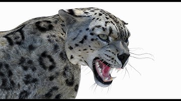 Snow Leopard 3D Model Rigged for Download | PROmax3D