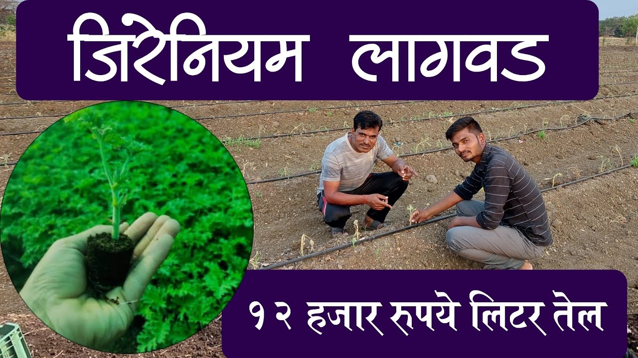 जिरेनियम लागवड एक नवा प्रयोग Geranium plant farming Marathi YouTube