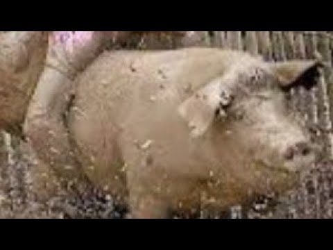 حق اهلي يا خنزير يرة