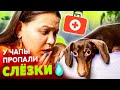 МЫ СРОЧНО ПОВЕЗЛИ ЧАПУ В БОЛЬНИЦУ || ЧТО СЛУЧИЛОСЬ?…