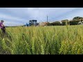 🚜🍹MIX - Підживлення соняшнику.🌻 Травимо хлібного🐞🥖 жука на пшениці🌾!!!