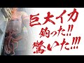 巨大イカ 釣った!! 驚いた!!!【縦型動画】