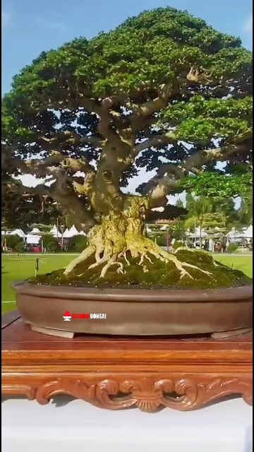 Bonsai sancang istimewa ASPAC 2025 Gianyar Bali #aspac2025