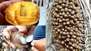 Corozo, Coco de aceite néctar, Coquito, Coquito de aceite, Corozo, Corozo guacoyul, Coyol de sabana