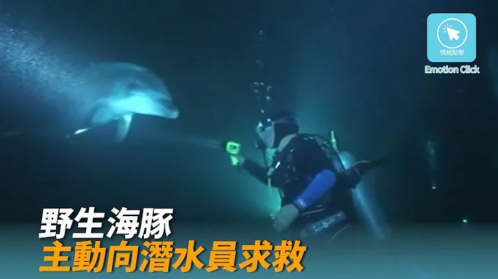 野生海豚 主動向潛水員求救 幫我。 。 。 - 天天要聞