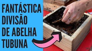 Divisão De Abelha Tubuna Scaptotrigona Bipunctata
