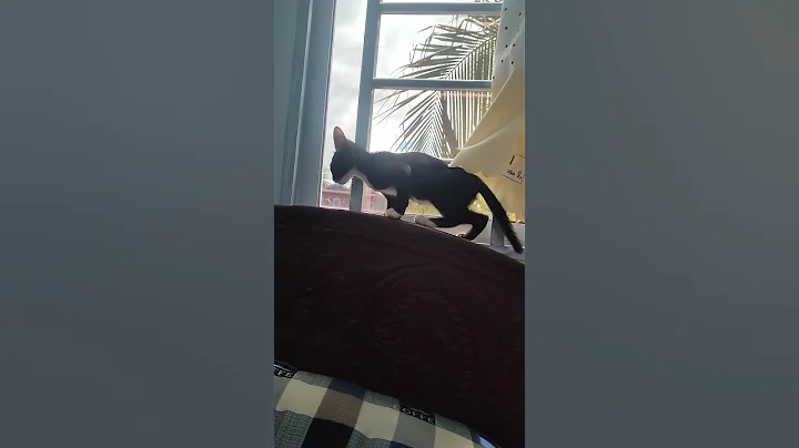 Watch the video about Cat Yoga