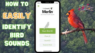 Merlin Bird ID App - Easily Identify Bird Sounds in your area - Free App by Cornell Lab screenshot 4