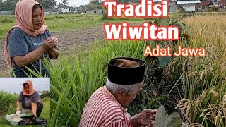 Tradisi Wiwitan Adat Jawa, Ucap Syukur Hasil Panen Padi Melimpah