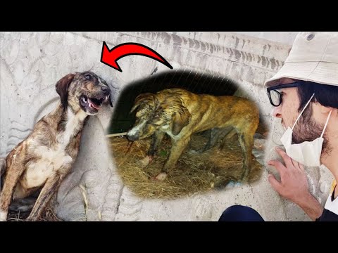 Video: Köpekler ve Fıstık Ezmesi Böbrek Hastalığı