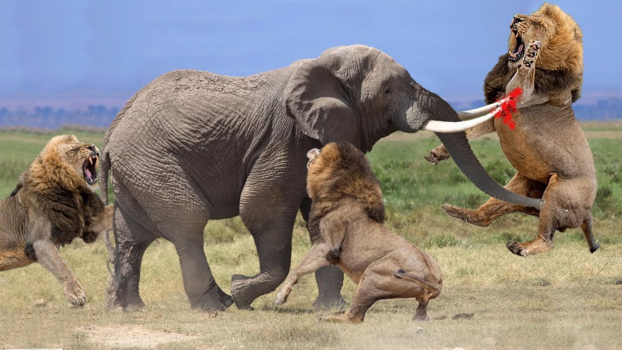 elephant attack lion