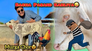 Cow Baby Leliya😳| Murga Chor | Albino Eyes 👀 Cow | Malir Mandi Latest Update |Mandi Season