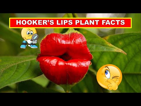 15 Surprising Facts About Hooker's Lips Plant | True Facts | Weird but True