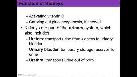 Chapter 24 - Urinary System Part 1