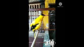 Kepodang gacor teman cucak rowo dan beo . cocok buat terapi kepodang anda.