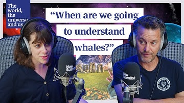 De taal van walvissen ontcijferd: gebruiken ze net als mensen klinkers?