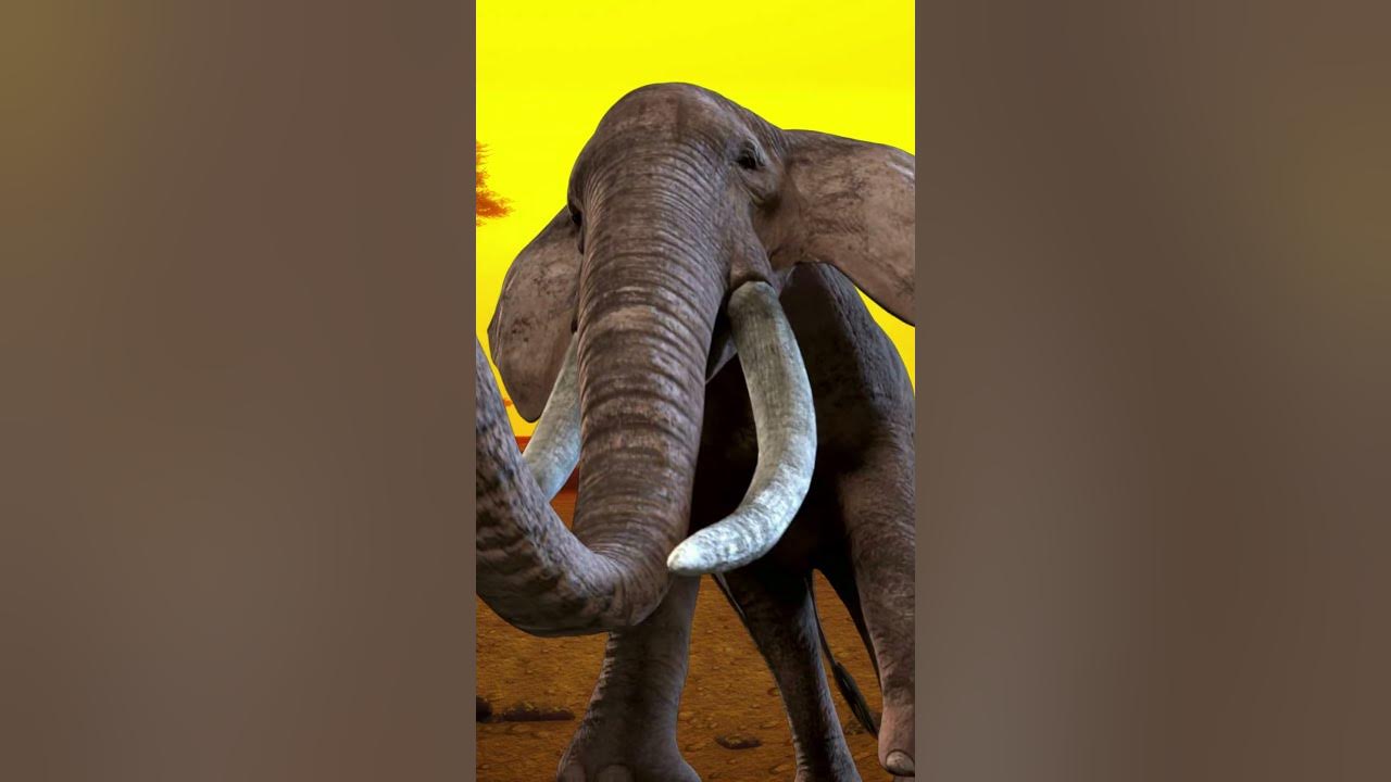 Did You Know That The Largest Land Animal In The World Is 1080 Mp4 did-you-know-that-the-largest-land-animal-in-the-world-is-1080-mp4