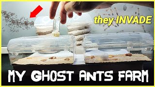 BATTLE for SURVIVAL against an INVADING WILD ANTS | D colony by D colony 3,606 views 5 months ago 9 minutes, 8 seconds