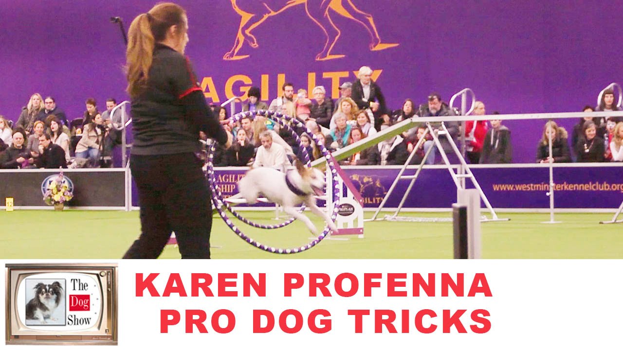 Westminster Kennel Agility Dog Tricks The Dog Show NYC YouTube