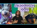 How to introduce 2 dogs  3 simple steps