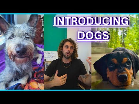 How To Introduce 2 Dogs - 3 Simple Steps