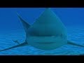 Diving with Dangerous Bull Sharks | Deadly 60 | BBC Earth