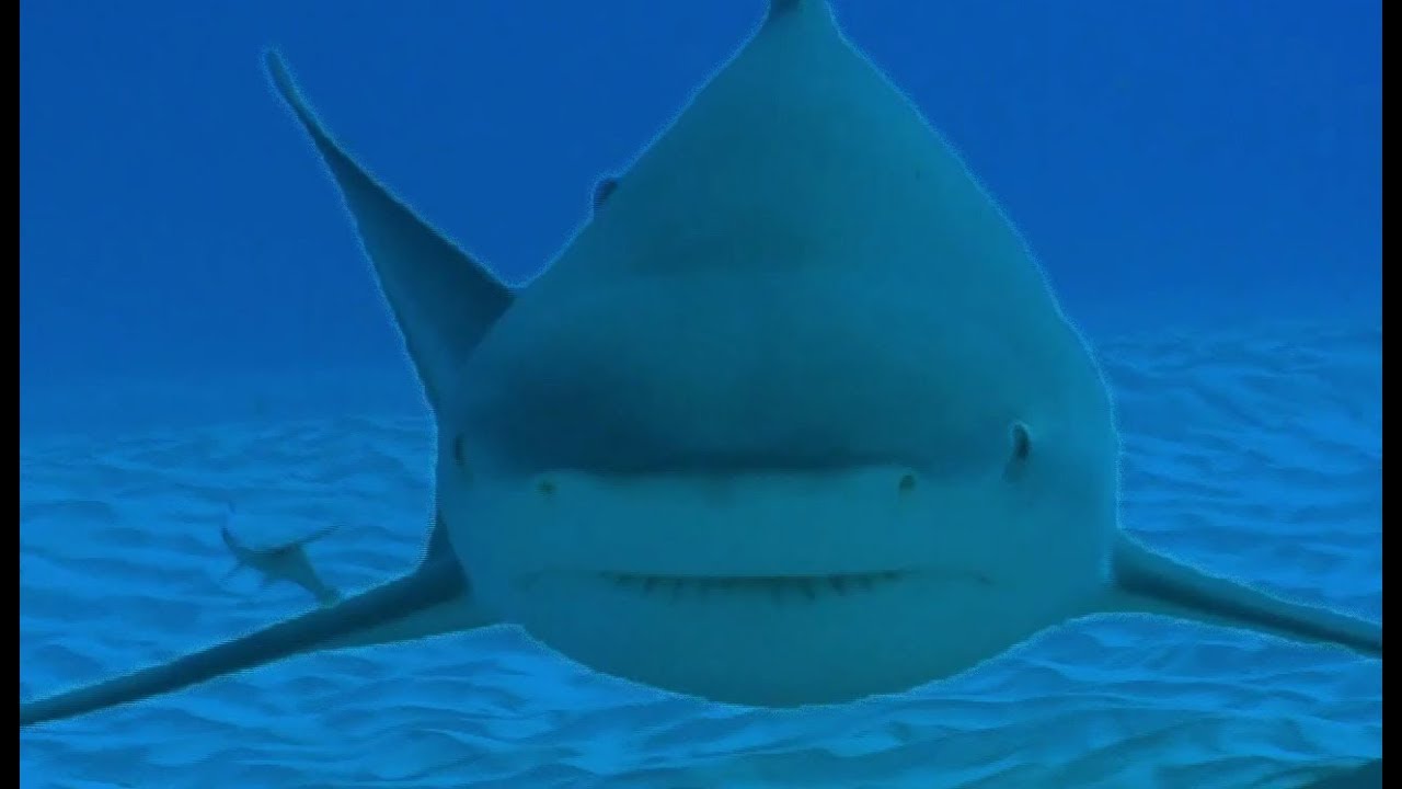 ⁣Diving with Dangerous Bull Sharks | Deadly 60 | BBC Earth