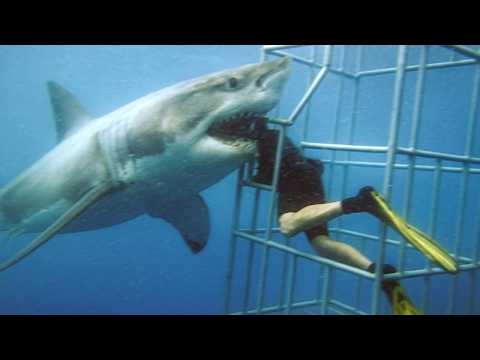 Great White Shark Breaks Cage Eats Diver Alive On July 10th 2025