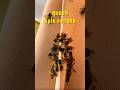 queen apis cerana #bee #swarming #madupaklong