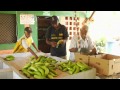 Antioquia de Colores - Producción de plátano y banano en Urabá - Programa 19