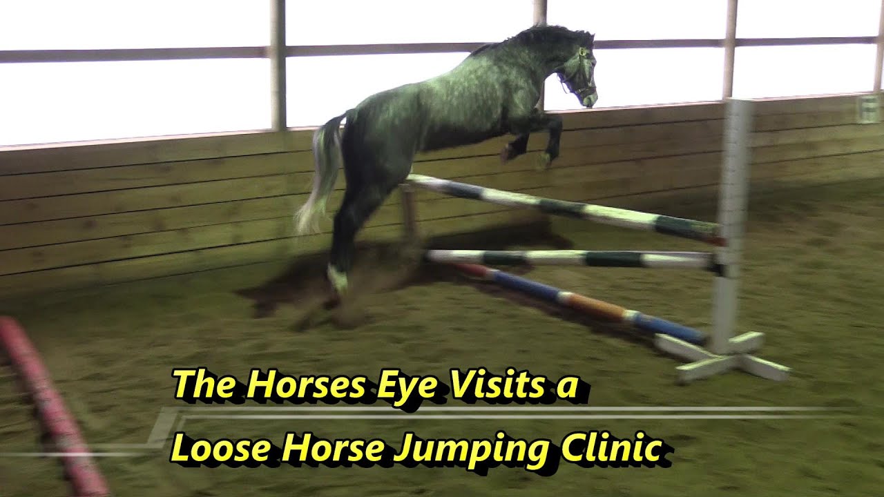 The Horses Eye, Loose horse Jumping training YouTube