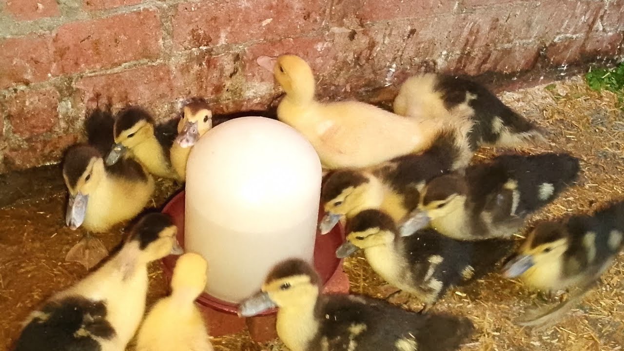 Настоящее сокровище для откорма 15-дневных местных уток; оно сделает их день плодотворнее пятидне...