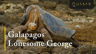 Galapagos Lonesome George: The Last Pinta Island Tortoise